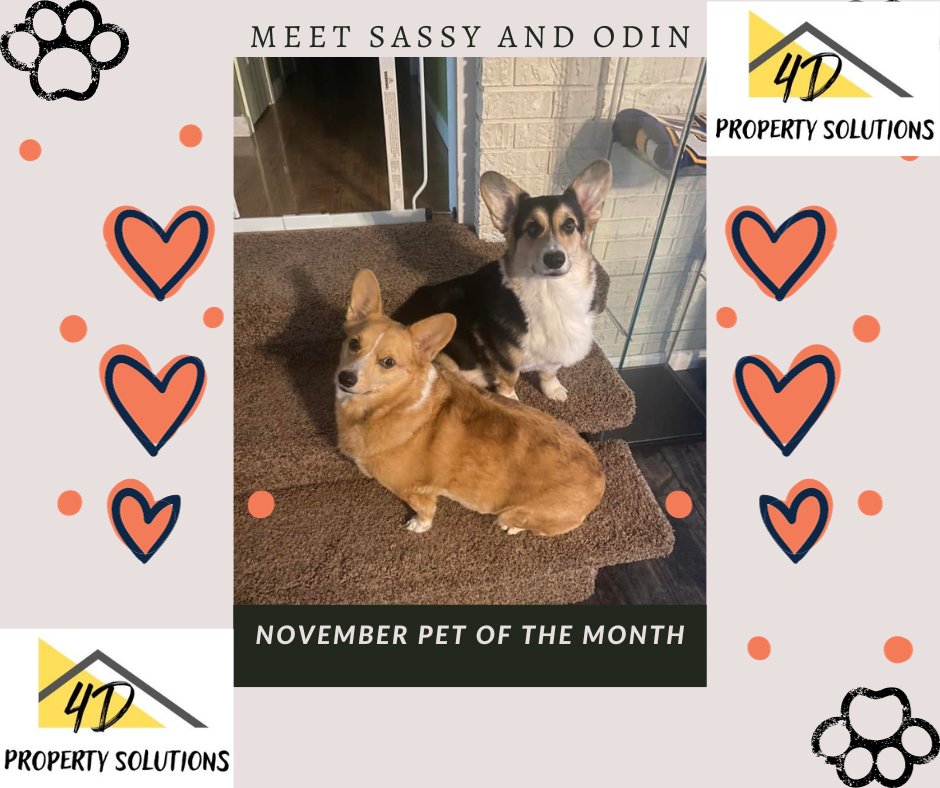 November Pets of the Month! Congrats Sassy and Odin!